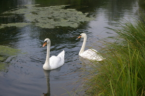IMGP1774
