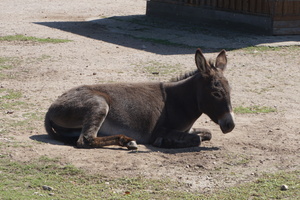 DSC04443